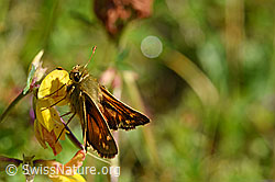Foto: Weissfleckiger Kommafalter (Hesperia comma) auf Gewöhnlichem Hornklee (Lotus corniculatus)