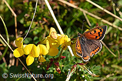 Gewöhnlicher Hornklee (Lotus corniculatus)