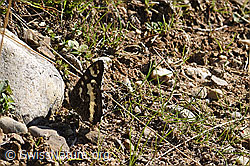 Foto: Weisser Waldportier (Brintesia circe)