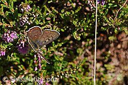 Brauner Feuerfalter (Lycaena tityrus) auf Besenheide (Calluna vulgaris) (25.07.2020, F171769)