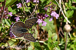 Brauner Feuerfalter (Lycaena tityrus) auf Arznei-Thymian (Thymus pulegioides) (25.07.2020, F171771)