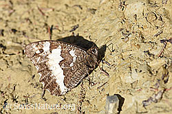 Foto: Weisser Waldportier (Brintesia circe)
