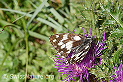 Schachbrett (Melanargia galathea) auf Berg-Jasione (Jasione montana)