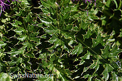 Foto: Stängellose Kratzdistel (Cirsium acaule)