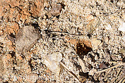 Stumpfzähnige Zottelbiene (Panurgus calcaratus) (F171801) Stumpfzähnige Zottelbiene (Panurgus calcaratus) (F171801)