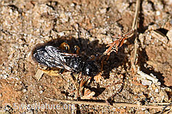 Stumpfzähnige Zottelbiene (Panurgus calcaratus) (F171802) Stumpfzähnige Zottelbiene (Panurgus calcaratus) (F171802)