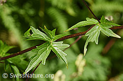 F171813: Hahnenfussblättriger Gelb-Eisenhut (Aconitum lycoctonum ssp. neapolitanum)