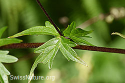 F171814: Hahnenfussblättriger Gelb-Eisenhut (Aconitum lycoctonum ssp. neapolitanum)