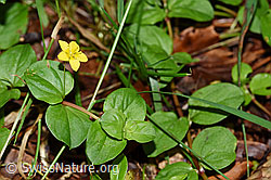 Hain-Gilbweiderich (Lysimachia nemorum) (F171834) Hain-Gilbweiderich (Lysimachia nemorum) (F171834)