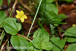 Hain-Gilbweiderich (Lysimachia nemorum) (25.07.2020, F171835)