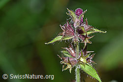 Wald-Ziest (Stachys sylvatica) (25.07.2020, F171837)