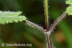 Wald-Ziest (Stachys sylvatica) (F171840)