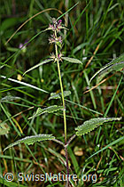 Wald-Ziest (Stachys sylvatica) (25.07.2020, F171841)