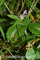 Ausgerandeter Hohlzahn (Galeopsis bifida) (F171846) Ausgerandeter Hohlzahn (Galeopsis bifida) (F171846)
