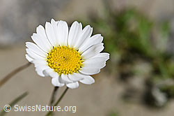 Gewöhnliche Alpenmargerite (Leucanthemopsis alpina) (07.2020, F171932)