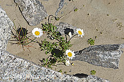 Gewöhnliche Alpenmargerite (Leucanthemopsis alpina) (07.2020, F171936)