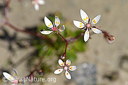 Sternblütiger Steinbrech (Saxifraga stellaris) (07.2020, F171937)