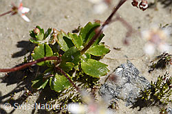 Sternblütiger Steinbrech (Saxifraga stellaris) (07.2020, F171938)