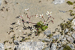 Sternblütiger Steinbrech (Saxifraga stellaris) (07.2020, F171940)
