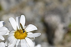 Gewöhnliche Langbauchschwebfliege (Sphaerophoria scripta) an Gewöhnlicher Alpenmargerite (Leucanthemopsis alpina) (07.2020, F171969)