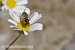 Mondfleck-Feldschwebfliege (Eupeodes luniger) auf Gewöhnlicher Alpenmargerite (Leucanthemopsis alpina) (07.2020, F172015)