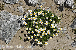 Gewöhnliche Alpenmargerite (Leucanthemopsis alpina) (F172016) Gewöhnliche Alpenmargerite (Leucanthemopsis alpina) (F172016)