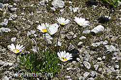 Kleiner Kohlweissling (Pieris rapae) auf Gewöhnliche Alpenmargerite (Leucanthemopsis alpina) (07.2020, F172033)
