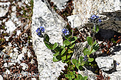 Alpen-Ehrenpreis (Veronica alpina) (07.2020, F172041)