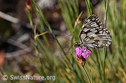 Schachbrett (Melanargia galathea) auf Berg-Jasione (Jasione montana)