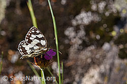 Schachbrett (Melanargia galathea) auf Kartäuser-Nelke (Dianthus carthusianorum) (F172668) Schachbrett (Melanargia galathea) auf Kartäuser-Nelke (Dianthus carthusianorum) (F172668)