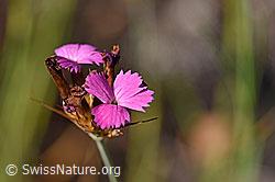 Foto: Gewöhnliche Kartäuser-Nelke (Dianthus carthusianorum) blühend