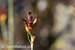 Foto: Gewöhnliche Kartäuser-Nelke (Dianthus carthusianorum) verblüht