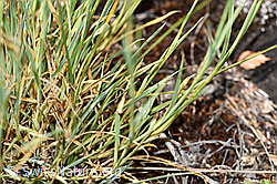 Foto: Gewöhnliche Kartäuser-Nelke (Dianthus carthusianorum)