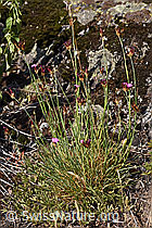 Foto: Gewöhnliche Kartäuser-Nelke (Dianthus carthusianorum)