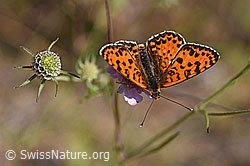 Roter Scheckenfalter (Melitaea didyma) auf Skabiosen-Flockenblume (Centaurea scabiosa)