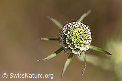 Gemeine Skabiose (Scabiosa columbaria) (F172688)