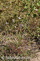 Gemeine Skabiose (Scabiosa columbaria) (F172692)