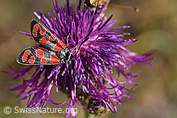 Foto: Esparsetten-Widderchen (Zygaena carniolica) an Skabiosen-Flockenblume (Centaurea scabiosa)