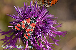 Esparsetten-Widderchen (Zygaena carniolica) an Skabiosen-Flockenblume (Centaurea scabiosa)