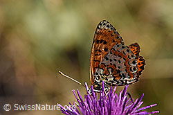 Roter Scheckenfalter (Melitaea didyma) auf Skabiosen-Flockenblume (Centaurea scabiosa) (F172699)