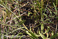 Skabiosen-Flockenblume (Centaurea scabiosa) (F172702)
