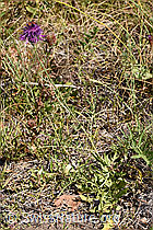 Skabiosen-Flockenblume (Centaurea scabiosa) (F172704)
