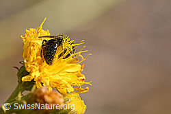 Stumpfzähnige Zottelbiene (Panurgus calcaratus) auf Blüte (F172705) Stumpfzähnige Zottelbiene (Panurgus calcaratus) auf Blüte (F172705)