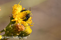 Stumpfzähnige Zottelbiene (Panurgus calcaratus) auf Blüte (F172706) Stumpfzähnige Zottelbiene (Panurgus calcaratus) auf Blüte (F172706)