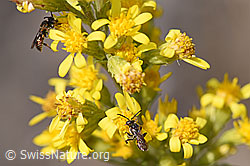 Foto: Gelbfleckige Wespenbiene (Nomada flavoguttata) an Echte Goldrute (Solidago virgaurea ssp. virgaurea)