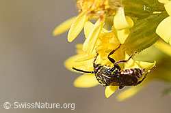 Foto: Gelbfleckige Wespenbiene (Nomada flavoguttata) an Echte Goldrute (Solidago virgaurea ssp. virgaurea)