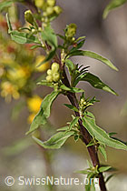 Foto: Echte Goldrute (Solidago virgaurea ssp. virgaurea)