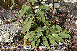 Foto: Echte Goldrute (Solidago virgaurea ssp. virgaurea)