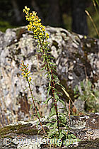 Foto: Echte Goldrute (Solidago virgaurea ssp. virgaurea)