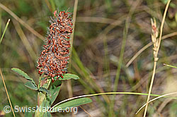 Foto: Purpur-Klee (Trifolium rubens)